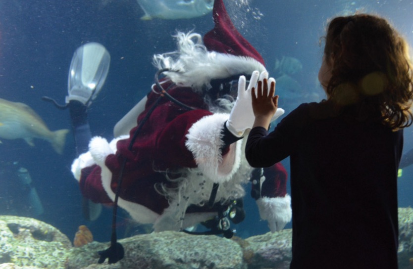 Scuba Claus at the SC Aquarium in Charleston